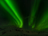Nordlicht oder Polarlicht in der Nähe von Hofn, über den Bergen des Vatnajokull-Nationalparks im Winter. Island