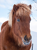 Isländisches Pferd im Neuschnee. Es ist die traditionelle Rasse für Island und geht auf die Pferde der alten Wikinger zurück.