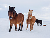 Islandpferd im Neuschnee. Es ist die traditionelle Rasse für Island und geht auf die Pferde der alten Wikinger zurück.