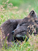 Polarfuchs, Melrakkasetur-Inseln, Westfjorde, Island.