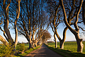 Vereinigtes Königreich, Nordirland, Grafschaft Antrim, Ballymoney, Die dunklen Hecken, von Bäumen gesäumte Straße in der Morgendämmerung