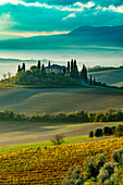 Early morning over vineyard and the Belvedere near San Quirico d'Orcia, Tuscany, Italy