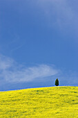 Italy, Tuscany. Lone cypress tree on flower-covered hillside