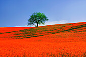 Italien, Toskana. Abstraktes Bild einer Eiche auf einem mit roten Blumen bedeckten Hügel