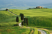 Europe, Italy, Val d'Orcia. Dirt road to villa