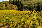 Italy, Tuscany, vineyard in autumn