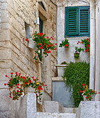 Italy, Puglia, Brindisi, Itria Valley, Ostuni. Potted flowers decorating the entrance of a home in the old town of Ostuni.