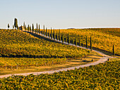 Italy, Tuscany. Road through a vineyard in autumn.
