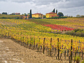 Italien, Toskana. Bunter Weinberg mit Herbstfarben unter gelben Häusern in der Toskana.
