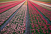 Tulip flower fields in famous Lisse, Holland