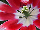 Close-up of tulip.