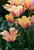 Zarte gelbe und rosa Tulpen