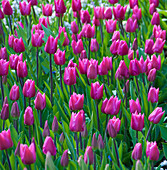 Pink tulips