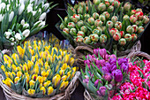 Europe, Netherlands, Amsterdam. Tulip bouquets on display by vendor