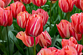 Europe, Netherlands, Holland. Pink tulips at Keukenhof Gardens
