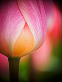 Netherlands, Macro of Colorful Tulip