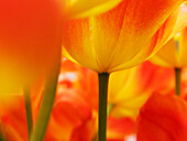 Niederlande, Makro einer farbenfrohen Tulpe