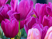 Netherlands, Lisse, Keukenhof Gardens, Tulip Close-ups with Selective Focus