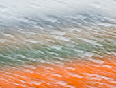Netherlands, Nord Holland, Tulips and Rain Drops in Patterns