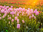 Niederlande, Nord-Holland, Selektiver Fokus eines Tulpenfeldes mit Tautropfen