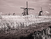 Netherlands, Kinderdijk. Windmills at sunset in Kinderdijk