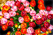 Orange Pink Red Tulips Flowers Bloemenmarket Flower Market. Amsterdam, Holland, Netherlands. Red Tulips, perennial bulb flower, are a symbols of love.