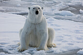 Norway, Svalbard, Spitsbergen. Polar bear rests on sea ice