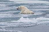Europa, Norwegen, Svalbard. Eisbärjunges rutscht auf dem Eis aus