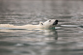 Europa, Norwegen, Svalbard. Eisbär schwimmend