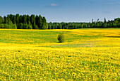 Felder bei Varska, Estland, Baltikum
