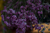 Still life shot of bunch of purple dried flowers