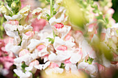 Photo of pastel color flowers