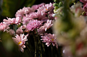 Bunch of pastel pink dried flowers with other out of focus samples on the foreground