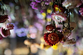 Low key photo of bunch of dried flowers with very narrow depth of field