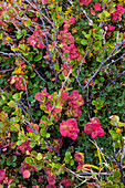 Greenland, Eqip Sermia. Dwarf birch and other tundra plants.