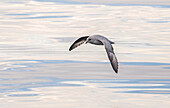 Eissturmvogel, auch Eissturmvogel (Fulmarus glacialis) genannt, in der Nähe der Küste Südgrönlands.