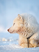 Schlittenhund im Winter in Uummannaq in Grönland. Die Hundegespanne sind Zugtiere für die Fischer und bleiben den ganzen Winter über auf dem Meereis des Fjordes. Grönland, Dänemark.