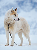 Schlittenhund während des Winters in Uummannaq in Grönland. Die Hundegespanne sind Zugtiere für die Fischer und überwintern auf dem Meereis des Fjordes. Grönland, Dänemark.