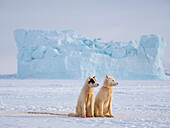 Schlittenhund während des Winters in Uummannaq in Grönland. Die Hundegespanne sind Zugtiere für die Fischer und überwintern auf dem Meereis des Fjordes. Grönland, Dänemark.