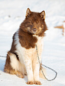 Schlittenhunde im Nordwesten Grönlands im Winter. Kullorsuaq, eine traditionelle grönländische Inuit-Siedlung in der Melville-Bucht, Grönland, dänisches Gebiet
