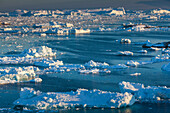 Greenland, Disko Bay, Ilulissat, elevated view of floating ice