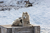 Grönland, Diskobucht, Ilulissat, Grönland Schlittenhunde, Canis lupis familiaris