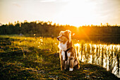 Hund sitzt am See