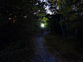 Person walking with flashlight in forest