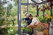 Men gardening in greenhouse