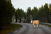 Cow blocking road