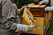 Imker mit Rähmchen im Bienenstock