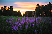 Lila Wildblumen auf einer Wiese bei Sonnenuntergang