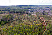 Aerial view of cleared forest section