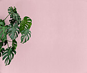 Monstera plant against pink background